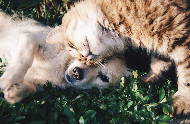 Orange cat lying with a dog in the grass 