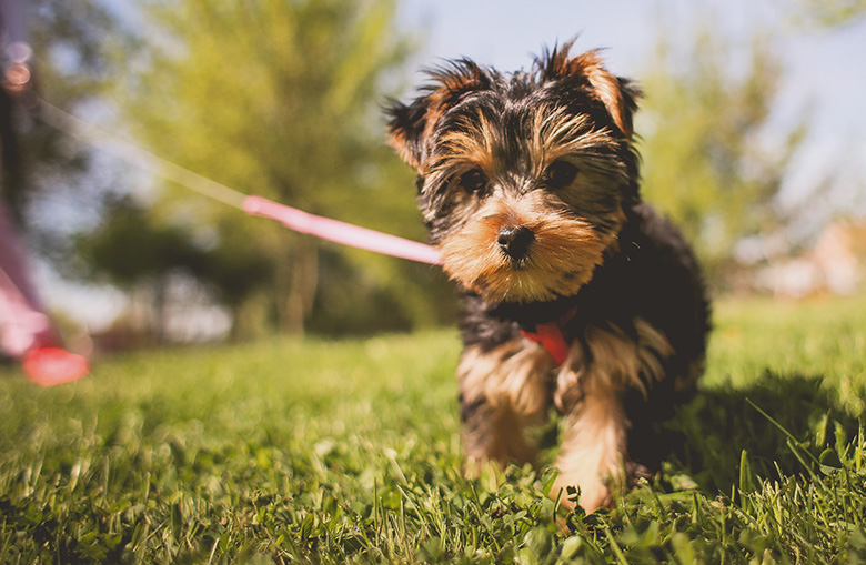 Small scruffy dog on a leash 