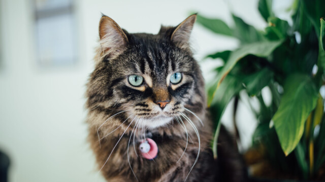 Stuart the cat from Animal Health Clinic of Humboldt