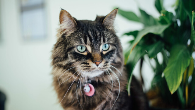 Stuart the cat from Animal Health Clinic of Humboldt