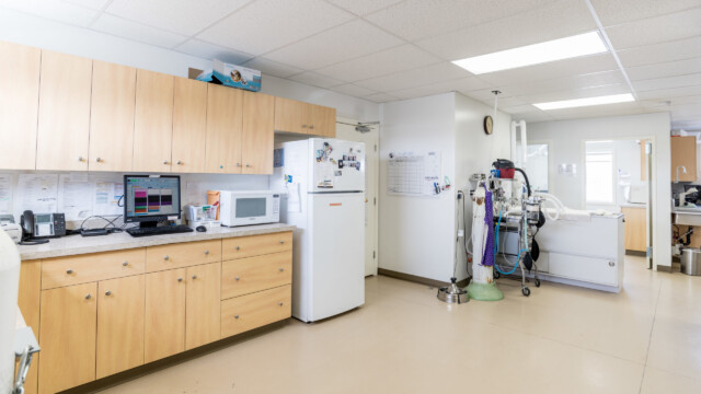 Animal treatment area inside Animal Health Clinic of Humboldt